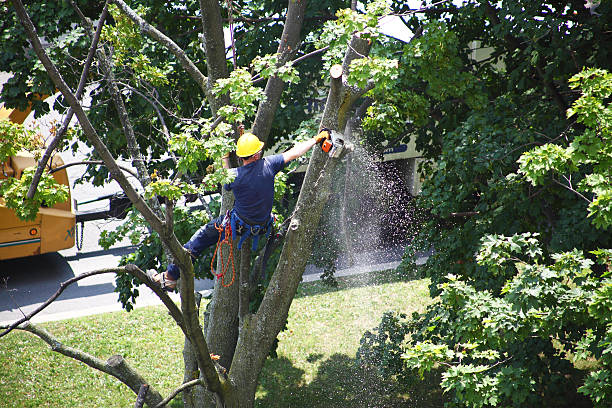 Best Hazardous Tree Removal  in Arlington, OH